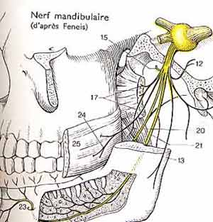 images/mandibule1.jpg (50939 byte)